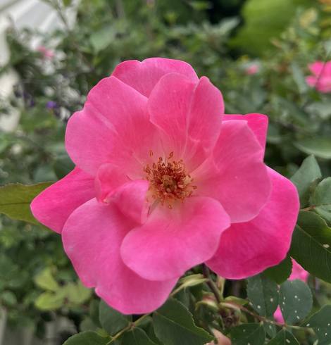 Hot pink rose