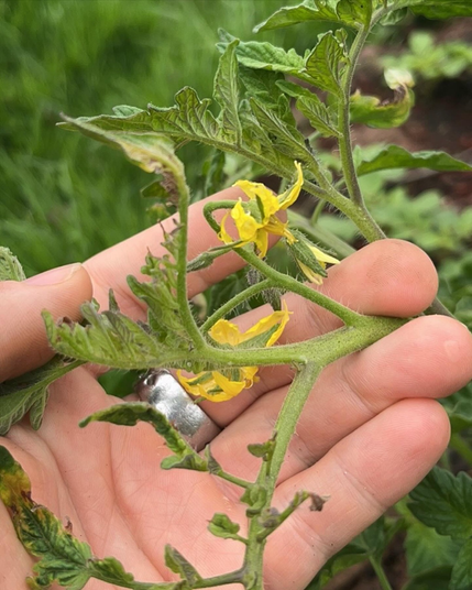 Tomato flower