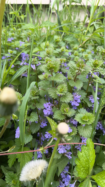 Ground ivy flowers