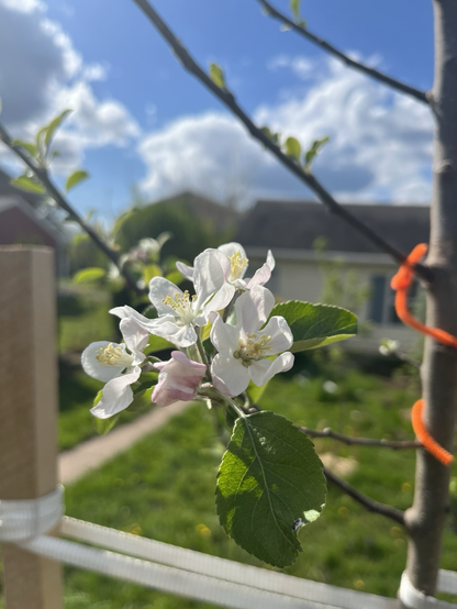 Fuji apple flowers