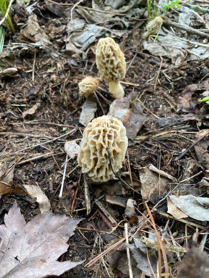 A few morel mushrooms poke out from leafy underbrush.