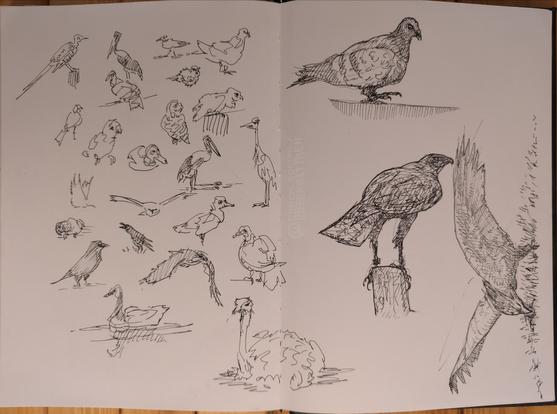 Black ink on paper.

Various sketches of different birds. Left side, more quick sketches, left side a little more elaborated.