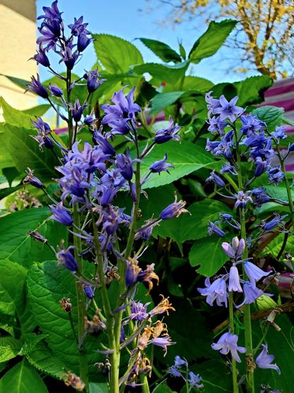 Spanish bluebell flowers - they are actually purple in colour.
