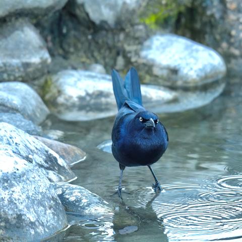 A Great-tailed grackle standing on a rock in the water, looking upwards with rocks and water in the background