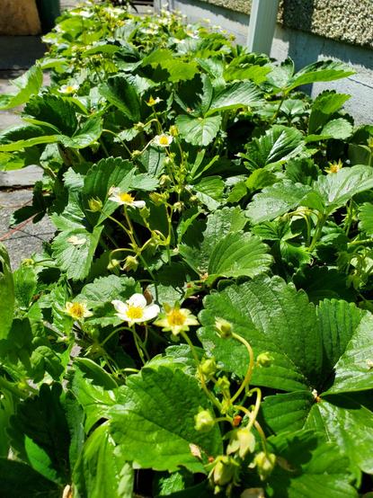 Patch of strawberry plants - we have hundreds of plants in this one patch.