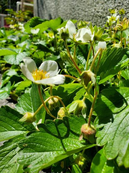 Strawberry flowers & developing fruits.