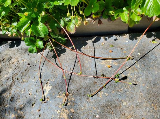 Strawberry plant runners.