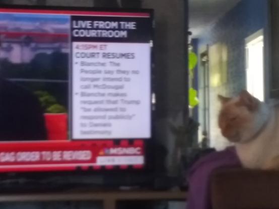 camera shot of 'live from courtroom' msnbc with albino siamese cat looking disgusted in the foreground