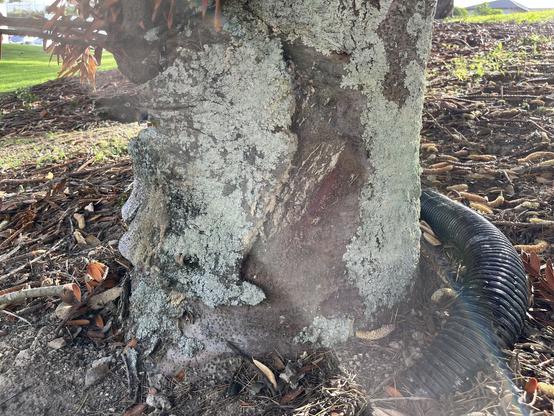 Base of kauri tree