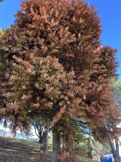 Kauri tree with orange leaves.
