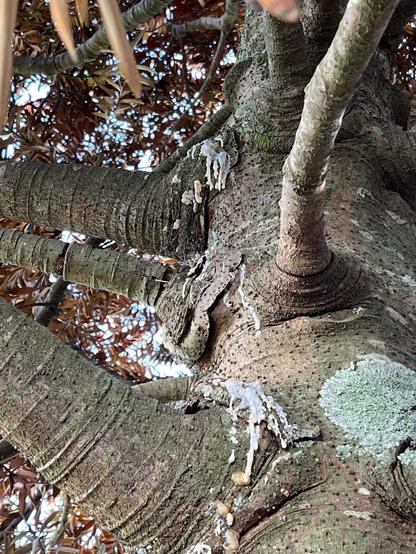 Close up some branches with white waxy extrusion