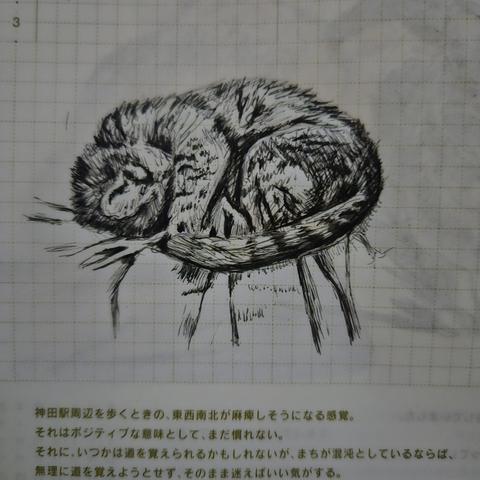 An ink sketch of a tabby cat curled up in a ball with her head tucked under her arm