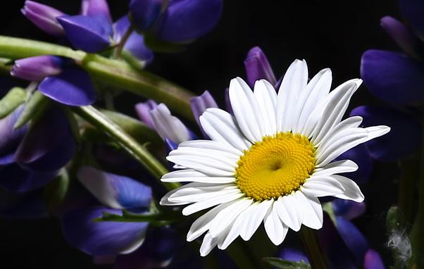 Oxeye Daisy and Lupine