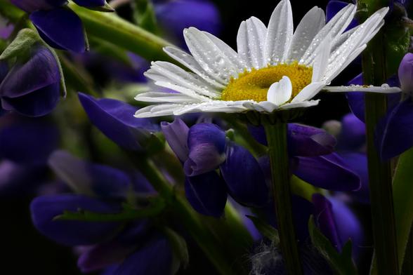 Oxeye Daisy and Lupine