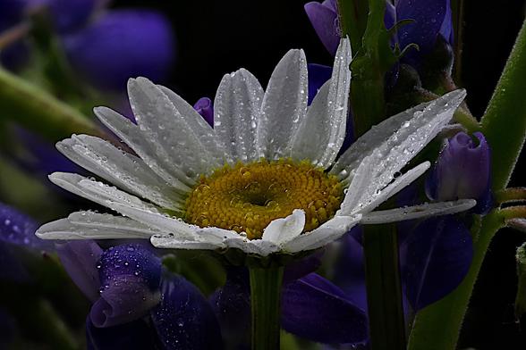 Oxeye Daisy and Lupine