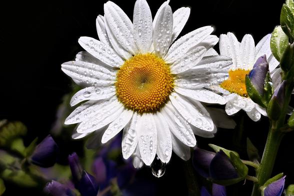 Oxeye Daisy and Lupine