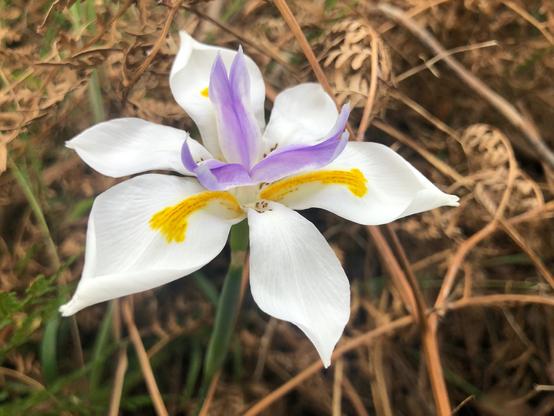 Iris flower, Flag flower, white petals, purple inner petals, yellow stamens, close up,