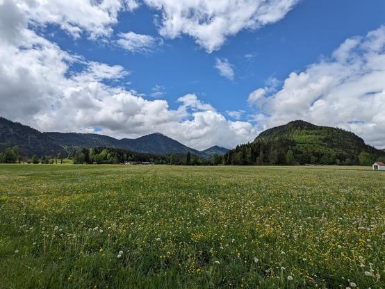 Blick über eine Blumenwiese in der Jachenau. Im Hintergrund Berge und weißblauer Himmel.