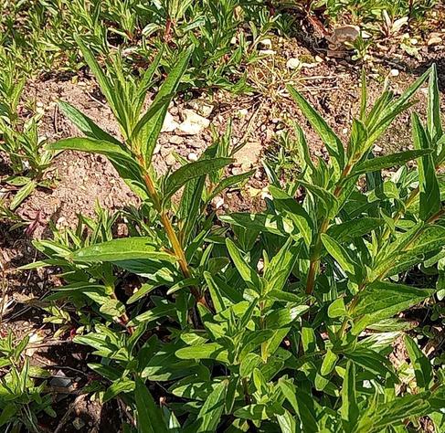 Leafy plants on rough ground.