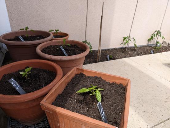 Im Vordergrund ein paar Tontöpfe mit kleinen Chilipflanzen, dahinter ein schmales Beet mit Tomaten und Chilis
