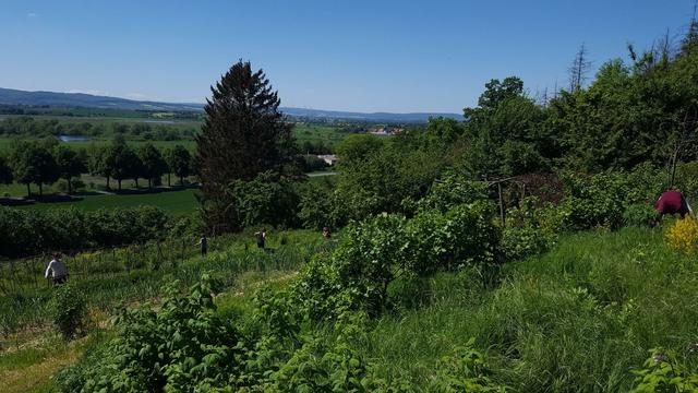 Saftig grüne Landschaft auf der oberen Bildhälfte und mit 5 Menschen in einem Garten arbeitend im Vordergrund auf der unteren Bildhälfte