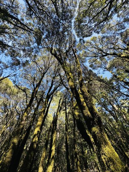 View from the midst of a forest with moss covered tree trunks looking up to the canopy displaying crown shyness against a blue sky.