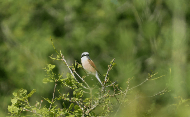 Une pie-grièche écorcheur mâle (petit oiseaux marron clair avec une gorge blanche, un bec et un masque noir et une calotte grise) sur une branche/A male Red-backed Shrike (a small light brown bird with a white throat, black beak and mask and a grey cap) on a branch