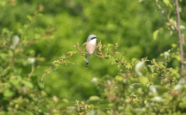 Une pie-grièche écorcheur mâle sur une branche./A red-backed shrike on a branch
