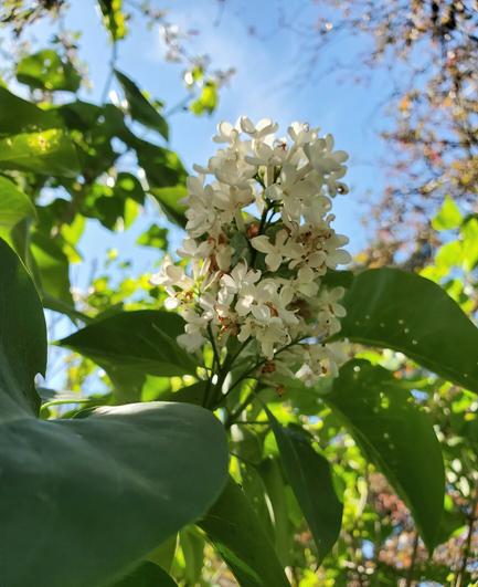 Clusters of fragrant white lilac flowers, with blue skies in background.