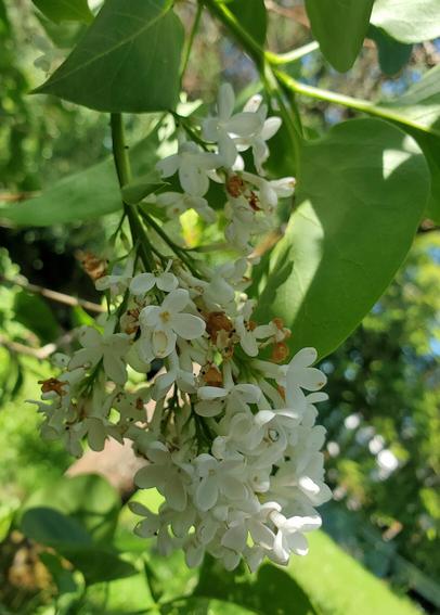 Clusters of fragrant white lilac flowers.