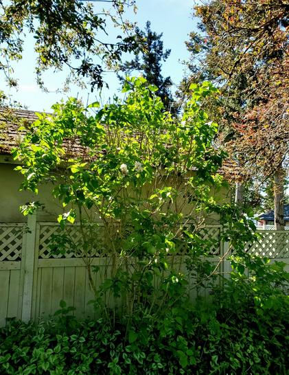 White lilac tree, surrounded by ornamental crabapple trees, with gray wood fence & old shed  with mossy roof is behind it. The white lilac tree is taller than the shed.
