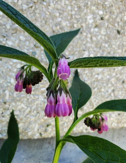 Ombre pink comfrey flowers. One cluster in front & 2 clusters behind, on both sides.