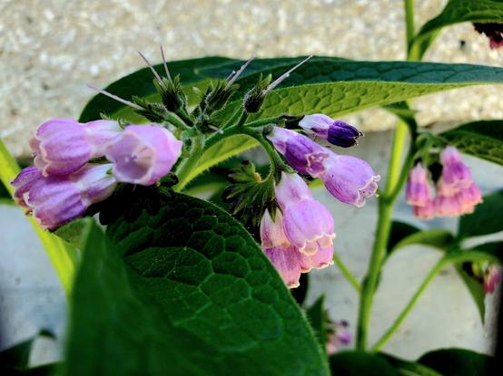 Ombre pink comfrey flowers.