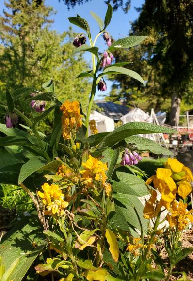 Comfrey plant & ombre pink flowers with yellow wallflowers.