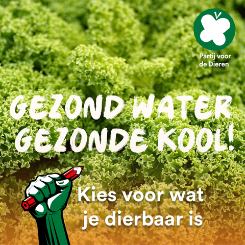 Foto van boerenkool met de tekst
Gezond water Gezonde kool