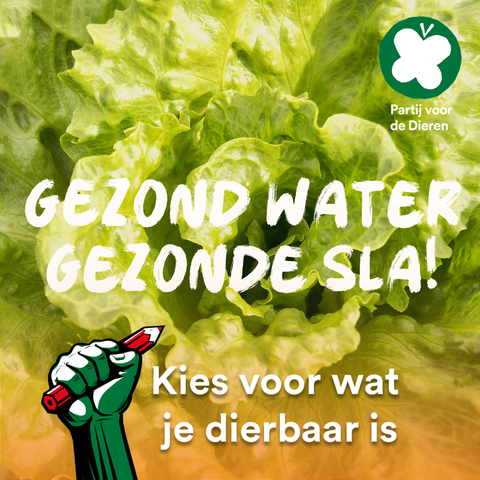 Foto van een krop sla en de tekst
Gezond water Gezonde sla