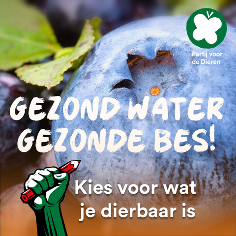 Foto van een blauwe bes en de tekst
Gezond water Gezonde bes