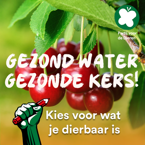 Foto van een trosje kersen aan de boom en de tekst
Gezond water Gezonde kers