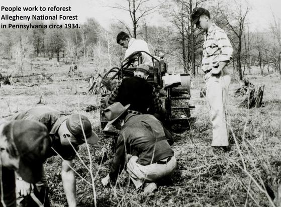 photo - People work to reforest Allegheny National Forest in Pennsylvania circa 1934.