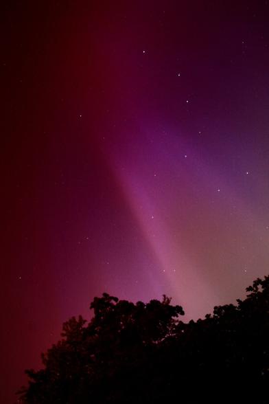 Red/Purple Aurora Borealis over silhouetted tops of trees.