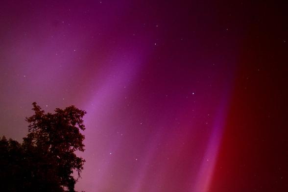 Red/Purple Aurora Borealis over silhouetted top of a tree.
