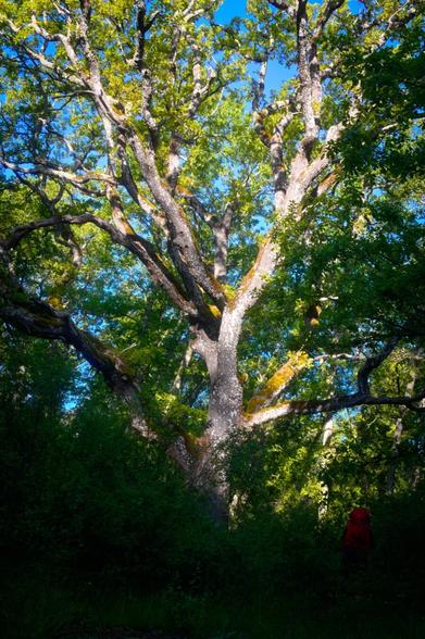 A hiker passes to the right of a very large, very old white oak.   The hiker is in the shade, carrying a red backpack. The oak is in the light.