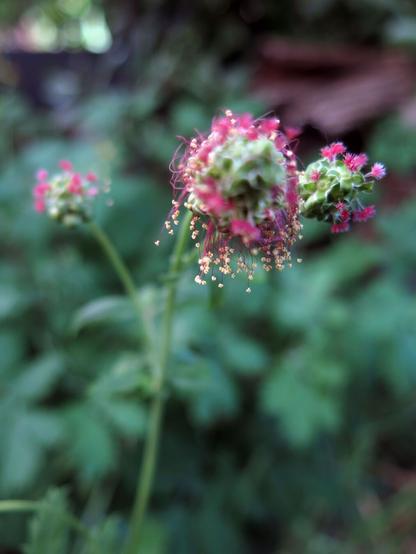 Nahaufnahme der Blüten eines Kleinen Wiesenknopfes, auch Pimpinelle genannt.