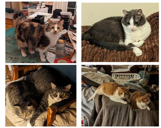 4 panels with cats. Upper left - calico on table. Upper right - tuxedo on brown bedspread. Lower right - 2 orange and white cats on brown blanket. Lower left - 2 tabbies in dark green chair.