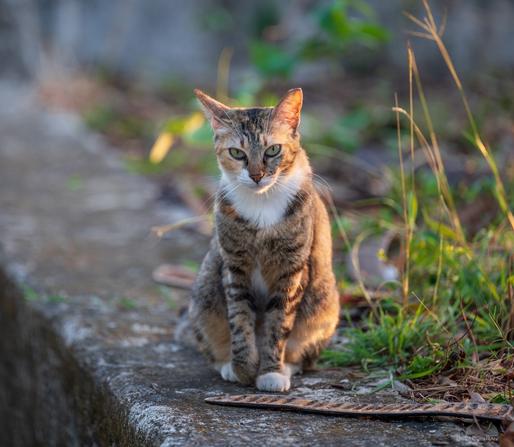 A cat sits on a wall, facing the camera.