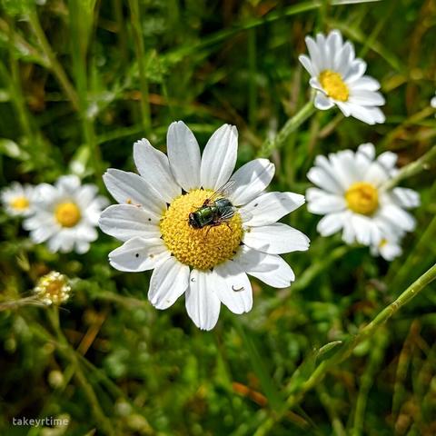 Margaritas (Bellis perennis). En una de ellas hay posada una mosca.