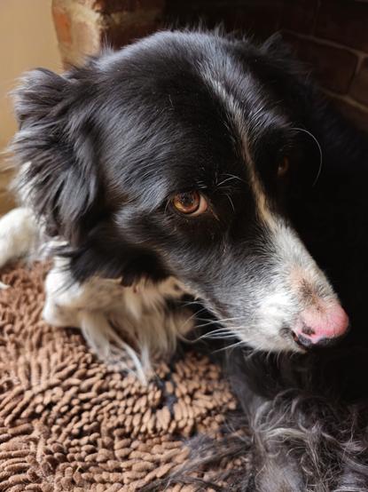 a black and white border collie is lying on a brown looped mat,  with mostly her head visible. She has a rather miserable expression in her eye that we see.