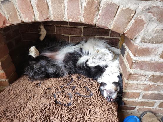 A black and white border collie is lying on her back with her paws folded up,  on a brown looped mat that's inside a brick arched cubby hole.
