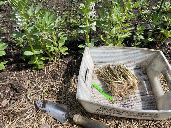 Photograph of a pile of several dozen small rooted plants in a plastic postal bin next to a row of flowering fava beans.