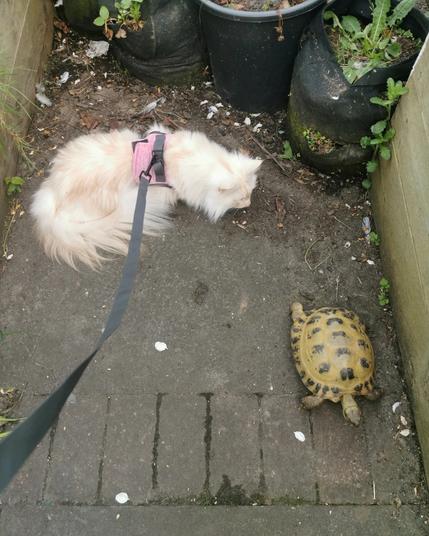 A white fluffy cat with a pink harness and lead is walking along behind a tortoise.